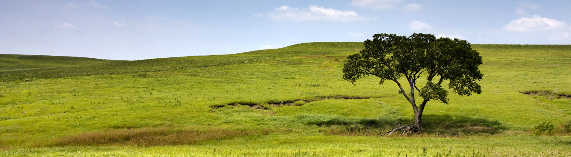 Grassy Field With a Single Tree